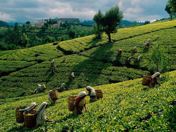 More and more luxury tea products are seen in the market. [File photo]