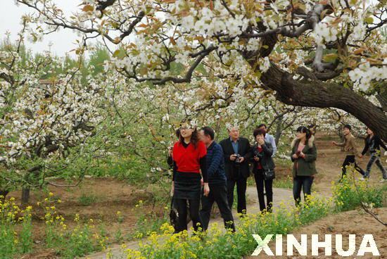 Shandong pear flower festival