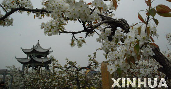 Shandong pear flower festival