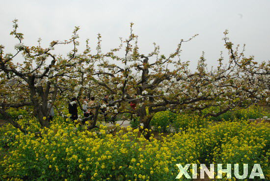 Shandong pear flower festival