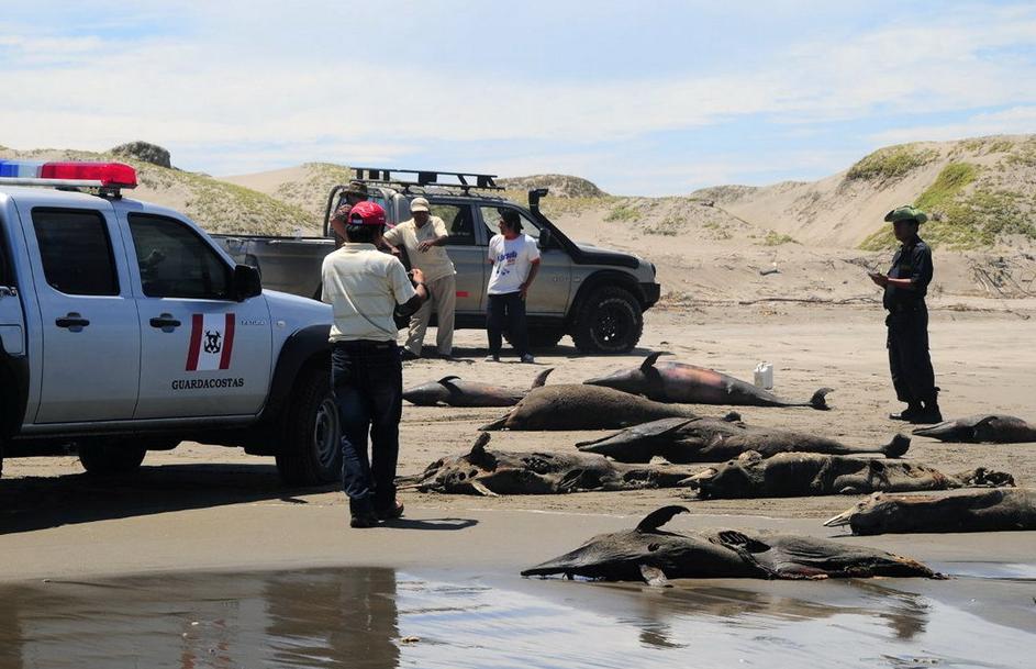 More than 800 dolphins have been washed up on the northern coast of Peru this year. The dolphins may have died from an outbreak of Morbillivirus or Brucella bacteria, according to Peruvian environment authorities.