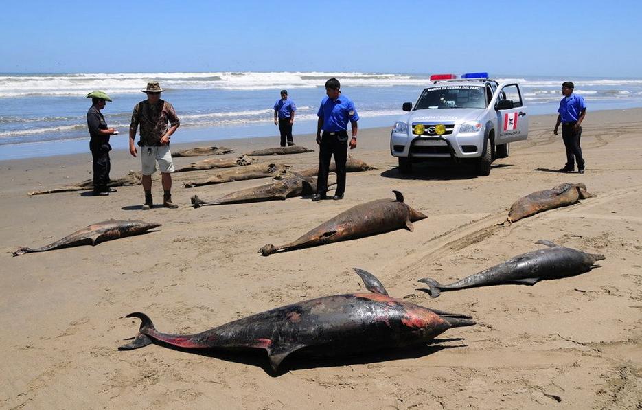 More than 800 dolphins have been washed up on the northern coast of Peru this year. The dolphins may have died from an outbreak of Morbillivirus or Brucella bacteria, according to Peruvian environment authorities.