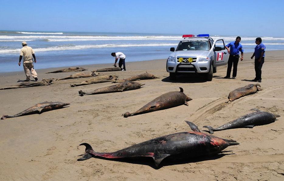 More than 800 dolphins have been washed up on the northern coast of Peru this year. The dolphins may have died from an outbreak of Morbillivirus or Brucella bacteria, according to Peruvian environment authorities.