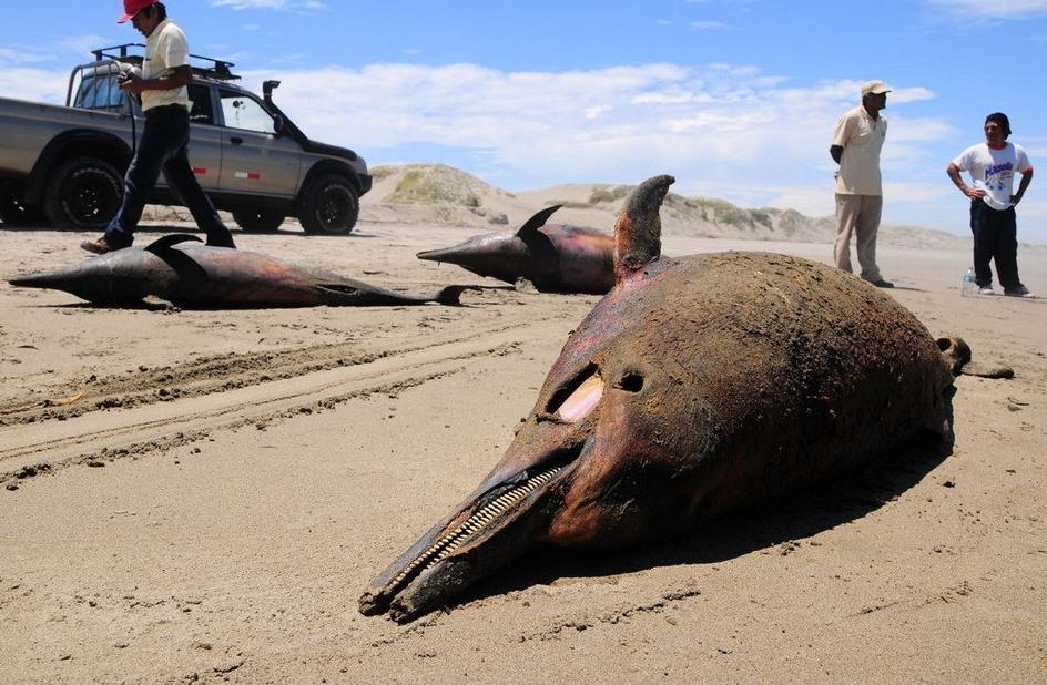 More than 800 dolphins have been washed up on the northern coast of Peru this year. The dolphins may have died from an outbreak of Morbillivirus or Brucella bacteria, according to Peruvian environment authorities.