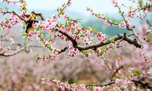 Peach blossom in Pinggu district attracts numerous springtime visitors every year. [Photo: Sina.com.cn] 