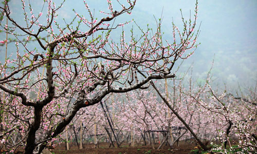 Peach blossom in Pinggu district attracts numerous springtime visitors every year. [Photo: Sina.com.cn] 