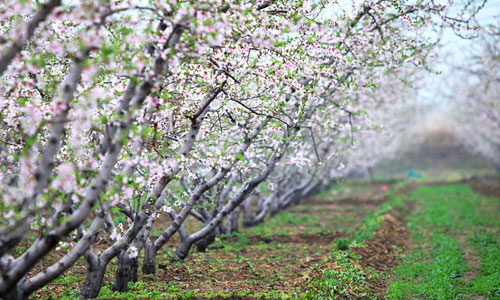 Pinggu district is home to about 14667 hectares of peach trees and is the largest peach plantation in northern China. [Photo: Sina.com.cn] 