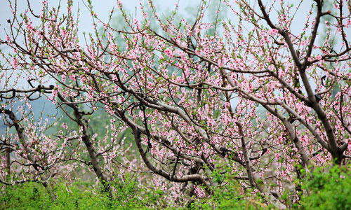 Pinggu district is home to about 14667 hectares of peach trees and is the largest peach plantation in northern China. [Photo: Sina.com.cn]