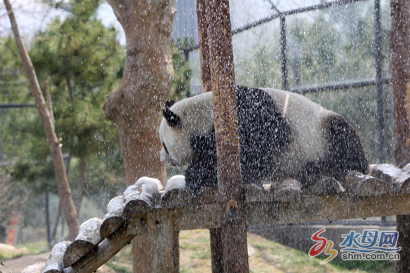 Giant pandas in Yantai
