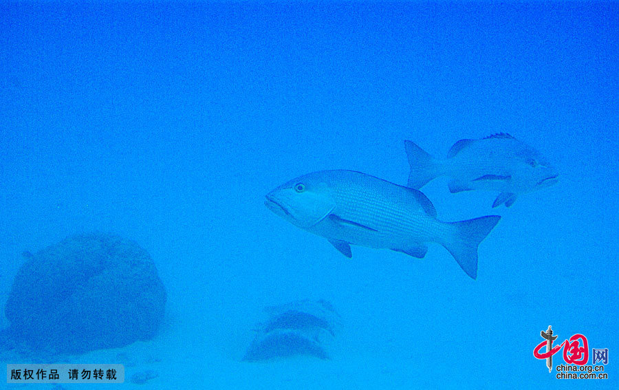 Saipan is located between the Pacific and Philippine Sea. Standing on the highest peak on the island and overlooking the scenery of the super island, by the refraction of the sun, one sees that the sea has light green, dark green, dark blue, blue ink of different colors. That unfathomable blue ink is the world's deepest trench — more than 10,000 meters deep Mariana Trench. Not to be missed on the island is diving.