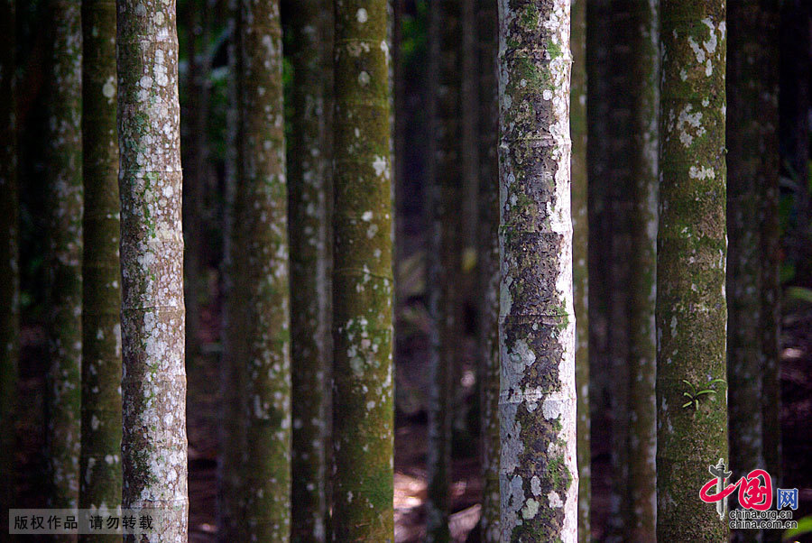 Saipan is located between the Pacific and Philippine Sea. Standing on the highest peak on the island and overlooking the scenery of the super island, by the refraction of the sun, one sees that the sea has light green, dark green, dark blue, blue ink of different colors. That unfathomable blue ink is the world's deepest trench — more than 10,000 meters deep Mariana Trench. Not to be missed on the island is diving.