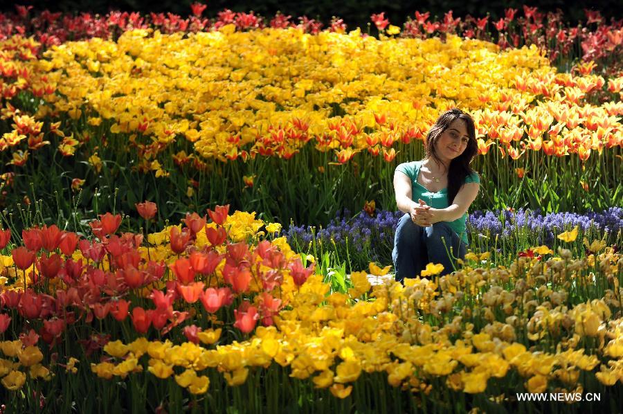  A girl takes photos among tulips at Emirgan Park in Istanbul, Turkey, on April 25, 2012. Over 11.6 million tulips blossom in the park in April, attracting many citizens and tourists. (Xinhua/Ma Yan) 