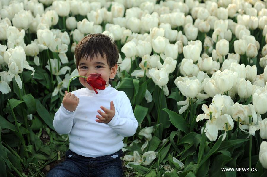 A boy takes photos among tulips at Emirgan Park in Istanbul, Turkey, on April 25, 2012. Over 11.6 million tulips blossom in the park in April, attracting many citizens and tourists. (Xinhua/Ma Yan) 