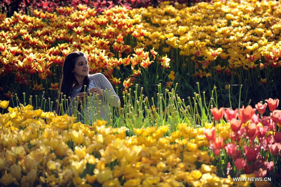 A girl takes photos among tulips at Emirgan Park in Istanbul, Turkey, on April 25, 2012. Over 11.6 million tulips blossom in the park in April, attracting many citizens and tourists. (Xinhua/Ma Yan) 