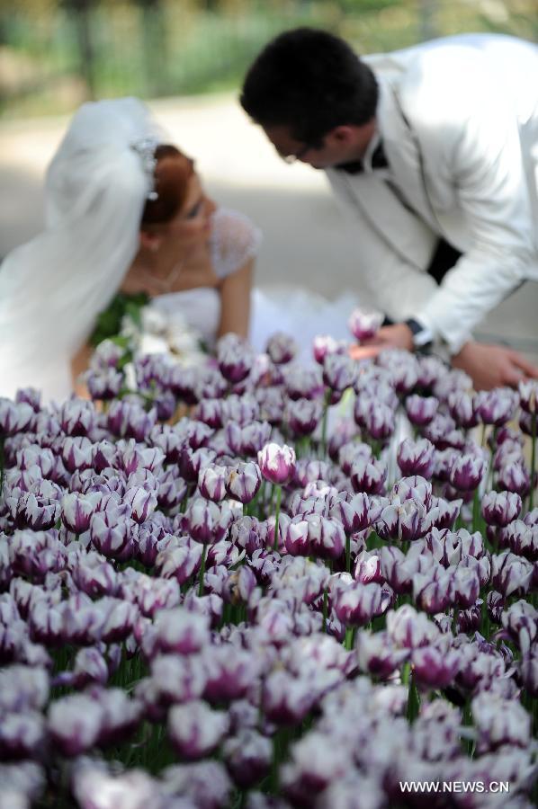 A pair of newlyweds rest next to tulips at Emirgan Park in Istanbul, Turkey, on April 25, 2012. Over 11.6 million tulips blossom in the park in April, attracting many citizens and tourists. (Xinhua/Ma Yan) 