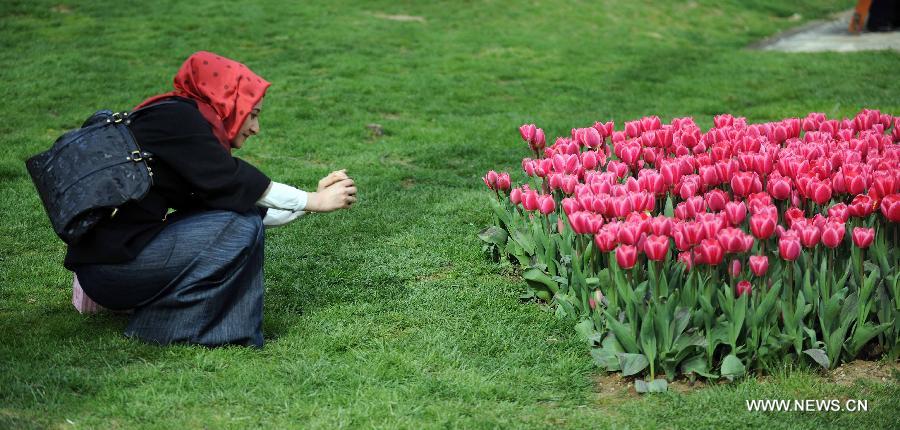 A lady takes photos of tulips at Emirgan Park in Istanbul, Turkey, on April 25, 2012. Over 11.6 million tulips blossom in the park in April, attracting many citizens and tourists. (Xinhua/Ma Yan) 