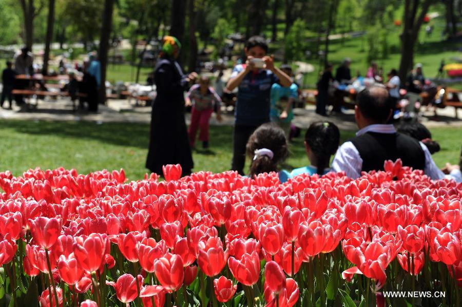 Tourists are seen posing with tulips for a photo at Emirgan Park in Istanbul, Turkey, on April 25, 2012. Over 11.6 million tulips blossom in the park in April, attracting many citizens and tourists. (Xinhua/Ma Yan) 