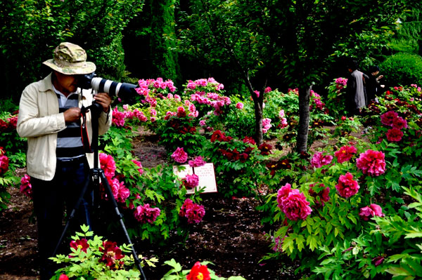 The 30th Peony Flower Festival is currently underway in Luoyang, the capital city of central China's Henan province, and the event has seen increasing numbers of visitors since mid April. 