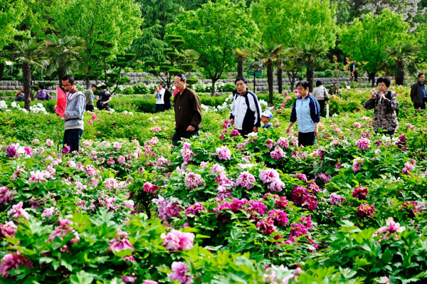 The 30th Peony Flower Festival is currently underway in Luoyang, the capital city of central China's Henan province, and the event has seen increasing numbers of visitors since mid April. 