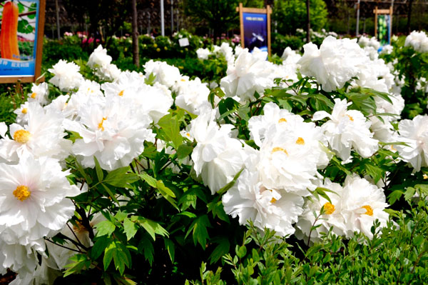 The 30th Peony Flower Festival is currently underway in Luoyang, the capital city of central China's Henan province, and the event has seen increasing numbers of visitors since mid April. 