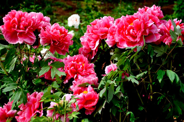 The 30th Peony Flower Festival is currently underway in Luoyang, the capital city of central China's Henan province, and the event has seen increasing numbers of visitors since mid April. 