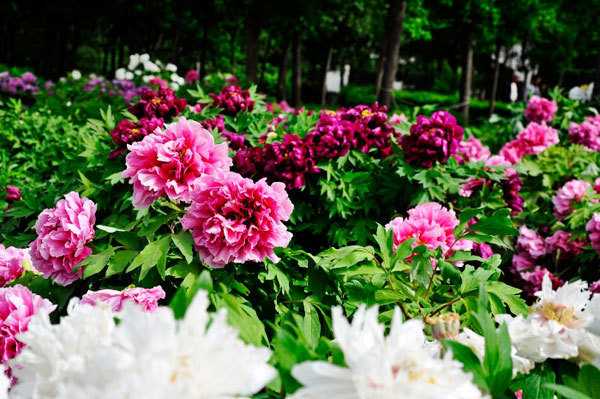 The 30th Peony Flower Festival is currently underway in Luoyang, the capital city of central China's Henan province, and the event has seen increasing numbers of visitors since mid April. 