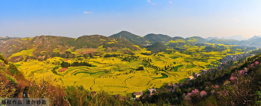 The small county of Luoping lies in the relatively underdeveloped eastern part of the Yunnan Province, neighboring Guizhou and Guangxi provinces. It sits 220 kilometers east of the capital Kunming. Every spring, the entire county will transform into an ocean of canola flowers, attracting thousands of travelers and photographers to enjoy the spectacle.