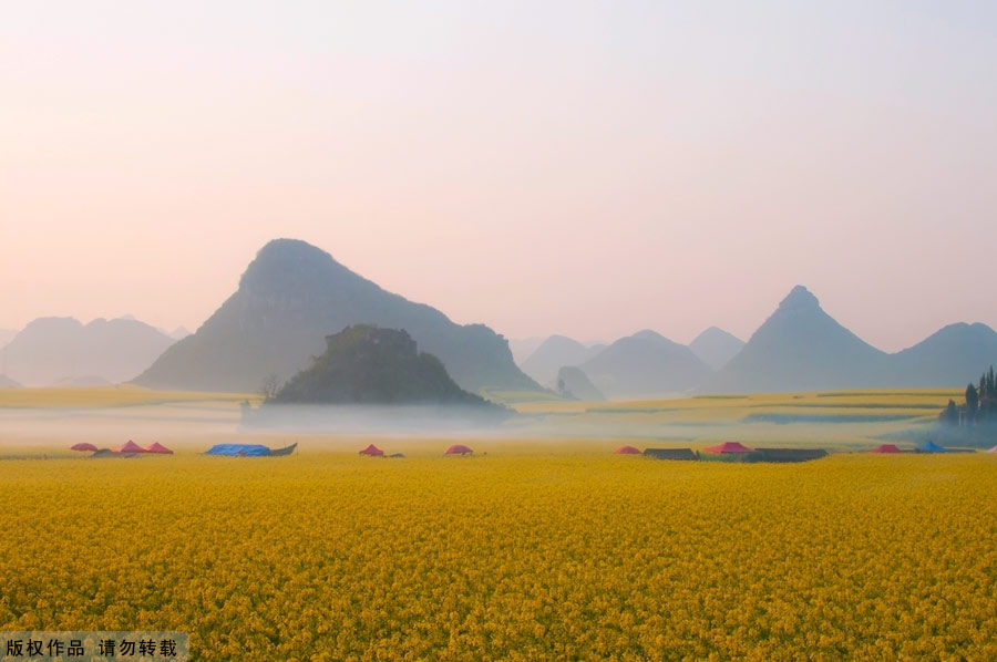 The small county of Luoping lies in the relatively underdeveloped eastern part of the Yunnan Province, neighboring Guizhou and Guangxi provinces. It sits 220 kilometers east of the capital Kunming. Every spring, the entire county will transform into an ocean of canola flowers, attracting thousands of travelers and photographers to enjoy the spectacle.
