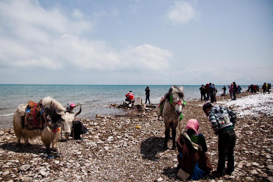 Tourists visit Qinghai Lake in northwest China's Qinghai Province, April 30, 2012. (Xinhua/Wu Gang) 1 2 1 2 