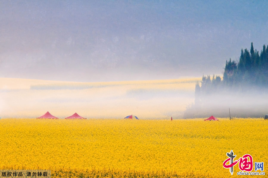 The small county of Luoping lies in the relatively underdeveloped eastern part of the Yunnan Province, neighboring Guizhou and Guangxi provinces. It sits 220 kilometers east of the capital Kunming. Every spring, the entire county will transform into an ocean of canola flowers, attracting thousands of travelers and photographers to enjoy the spectacle. [China.org.cn]