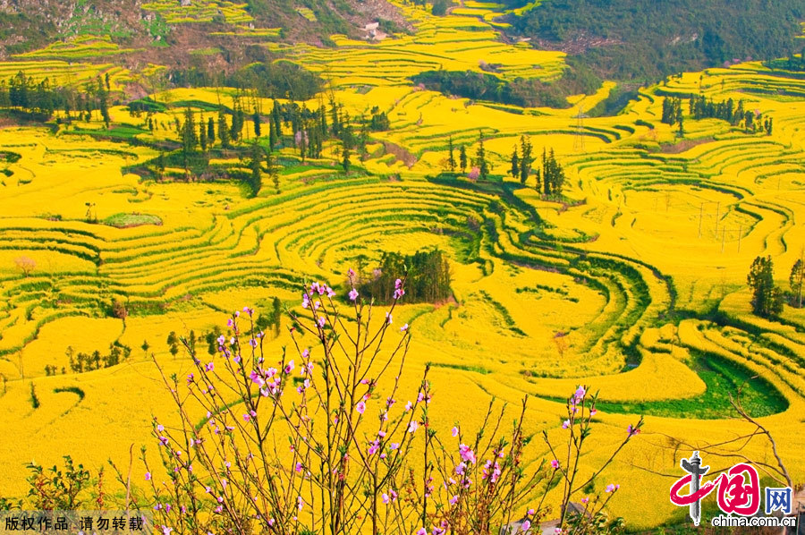 The small county of Luoping lies in the relatively underdeveloped eastern part of the Yunnan Province, neighboring Guizhou and Guangxi provinces. It sits 220 kilometers east of the capital Kunming. Every spring, the entire county will transform into an ocean of canola flowers, attracting thousands of travelers and photographers to enjoy the spectacle. [China.org.cn]