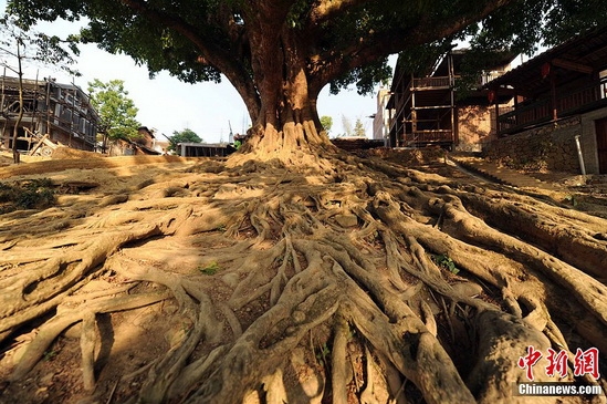 A hundred year old banyan tree in the Bamei Village. (CNS Photo/Ren Dong)