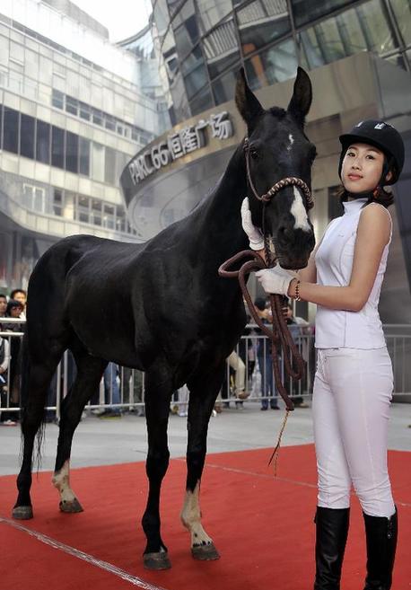 Akhal-Teke horses appear in Jinan