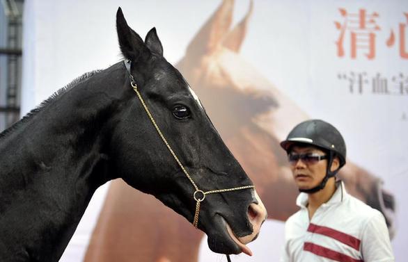 Akhal-Teke horses appear in Jinan