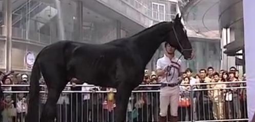 Akhal-Teke horses appear in Jinan