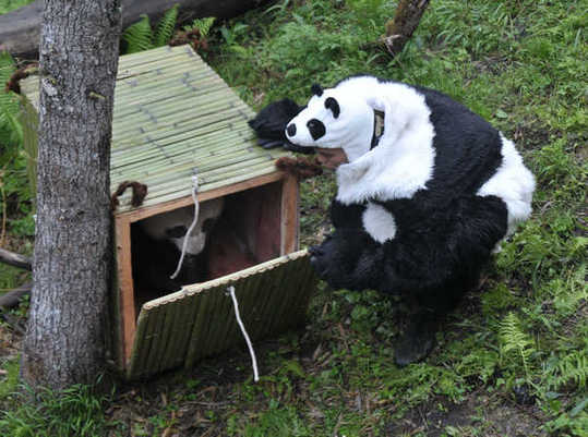 Tao Tao, a panda at the Wolong Nature Reserve, is lured into a cage by a disguised worker. Tao Tao is undergoing training to return to the wild. [China Daily] 