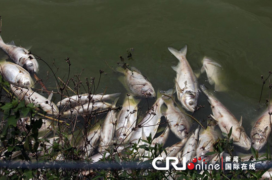 The fish pond covered with dead fish, located near a building site in the Mai Ke industrial area of Shenzhen, on May 1, 2012. [CRI online] 