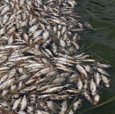 The fish pond covered with dead fish, located near a building site in the Mai Ke industrial area of Shenzhen, on May 1, 2012.