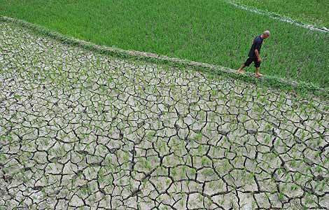 A villager walks through a parched paddy in Tianlin county, in the Guangxi Zhuang autonomous region, on Saturday. [Xinhua] 