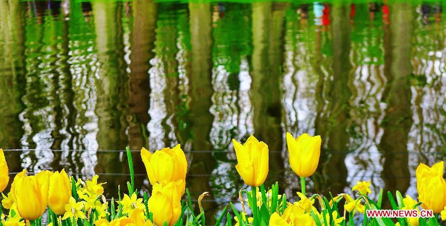 Photo taken on April 21, 2012 shows tulips standing on the lake bank in Keukenhof, Lisse, the Netherlands. Keukenhof is the international showcase of Dutch horticulture with an emphasis on bulb flowers. (Xinhua/Liu Jiang) 