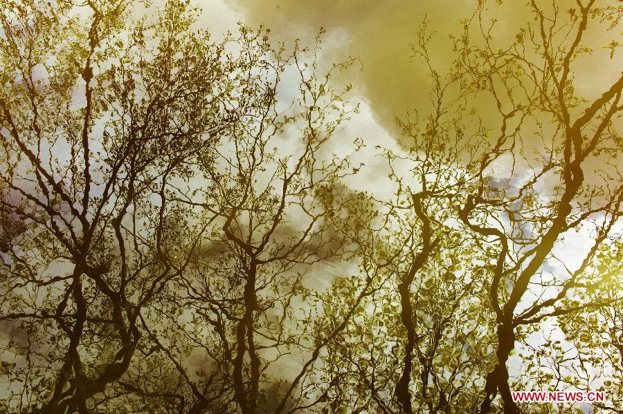 The reflection of a tree is seen on a lake in Keukenhof, Lisse, the Netherlands, April 29, 2012. Keukenhof is the international showcase of Dutch horticulture with an emphasis on bulb flowers. (Xinhua/Liu Jiang) 