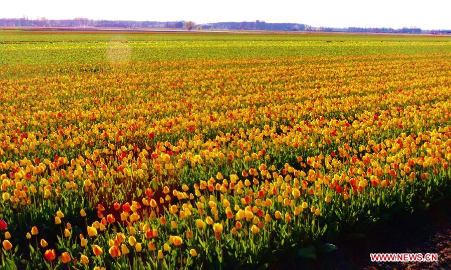 Photo taken on April 21, 2012 shows a patch of tulipland in Keukenhof, Lisse, the Netherlands. Keukenhof is the international showcase of Dutch horticulture with an emphasis on bulb flowers. (Xinhua/Liu Jiang) 