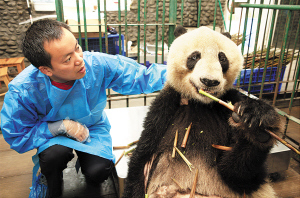 A panda found near death in a nature reserve in Dujiangyan city. After three weeks of treatment, vets said the panda was out of danger. [Chengdu Evening News]