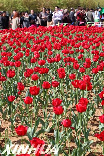 Yantai holds tulip show