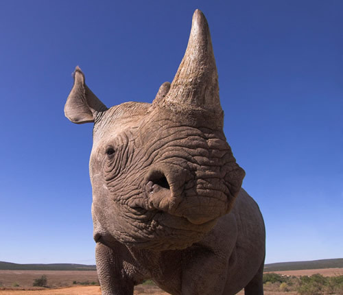 A South African rhino. [WWF]