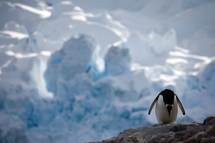 Photographer Camille Seaman uses a camera to record the life of penguins in Antarctica. [sina.com]