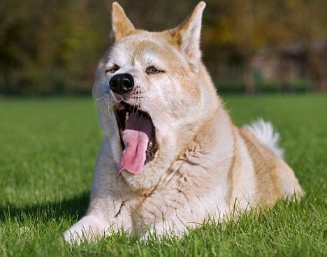 Dogs can 'catch' yawns from humans -- but it seems to work best when there's a bond between dog and man. [Agencies]
