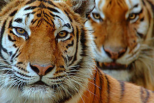 Two Siberian tigers [Edwin Giesbers/WWF] 