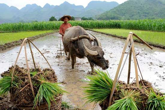 A farmer works in the fields at Xinwei Village of Baise City, south China's Guangxi Zhuang Autonomous Region, May 13, 2012. Rain in recent days has eased a lingering drought in the city. [Xinhua]