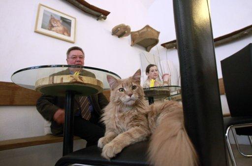 Customers watch cat 'Moritz' sitting on a chair in Vienna's first cat cafe May 7, 2012. 